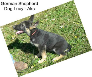 German Shepherd Dog Lucy - Akc