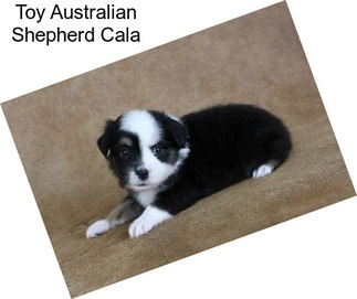 Toy Australian Shepherd Cala