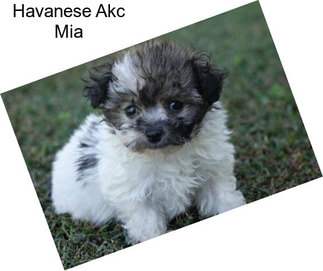 Havanese Akc Mia