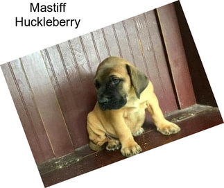 Mastiff Huckleberry