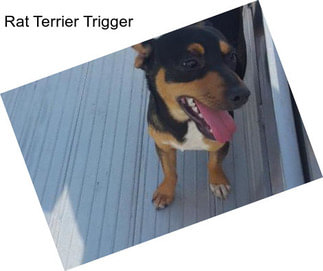 Rat Terrier Trigger