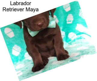 Labrador Retriever Maya