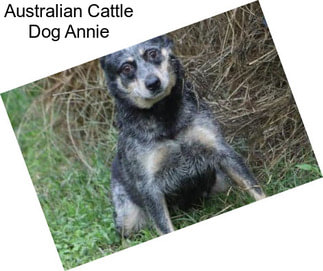 Australian Cattle Dog Annie