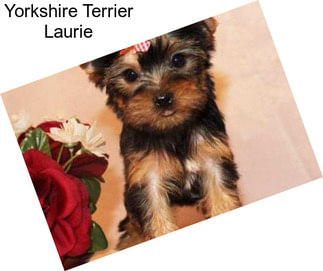 Yorkshire Terrier Laurie