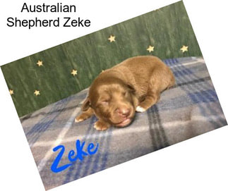 Australian Shepherd Zeke