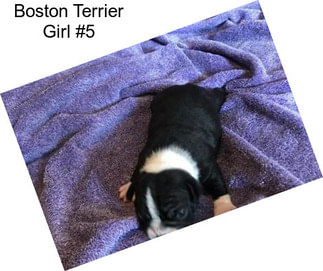 Boston Terrier Girl #5