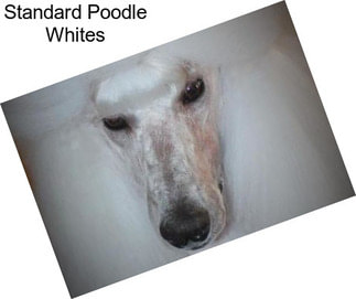 Standard Poodle Whites