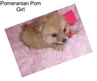 Pomeranian Pom Girl