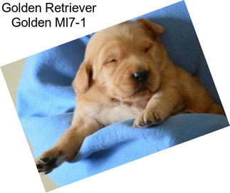 Golden Retriever Golden Ml7-1