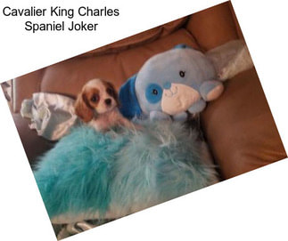 Cavalier King Charles Spaniel Joker