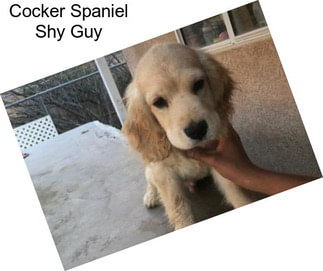 Cocker Spaniel Shy Guy