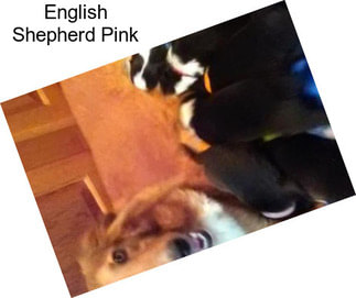 English Shepherd Pink