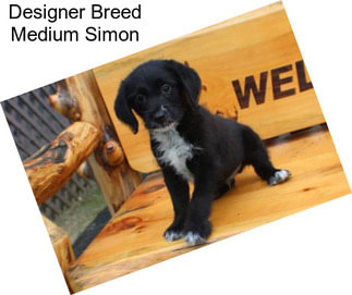 Designer Breed Medium Simon