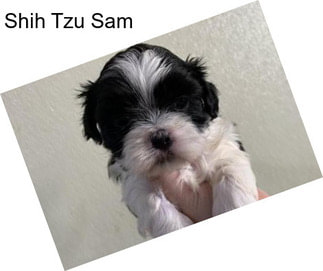 Shih Tzu Sam