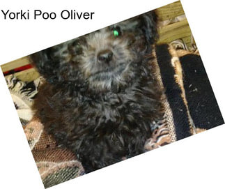 Yorki Poo Oliver