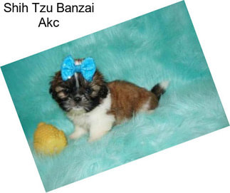 Shih Tzu Banzai Akc