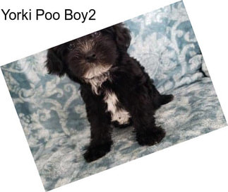 Yorki Poo Boy2