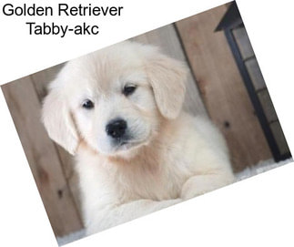 Golden Retriever Tabby-akc