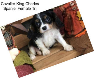 Cavalier King Charles Spaniel Female Tri