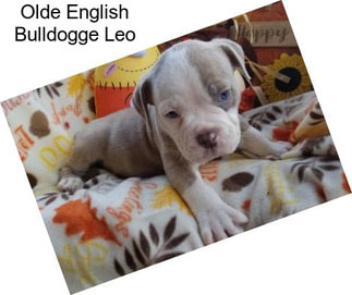 Olde English Bulldogge Leo