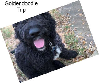 Goldendoodle Trip