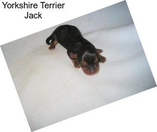 Yorkshire Terrier Jack