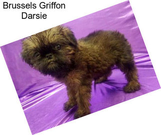 Brussels Griffon Darsie
