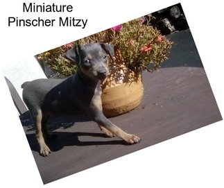 Miniature Pinscher Mitzy