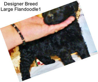 Designer Breed Large Flandoodle1