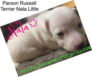 Parson Russell Terrier Nala Little