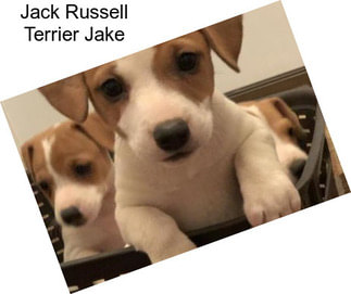 Jack Russell Terrier Jake