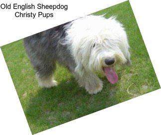 Old English Sheepdog Christy Pups