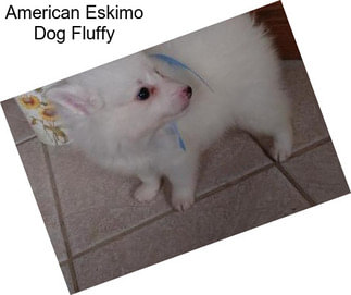 American Eskimo Dog Fluffy