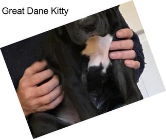 Great Dane Kitty