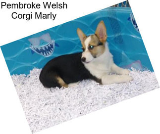 Pembroke Welsh Corgi Marly