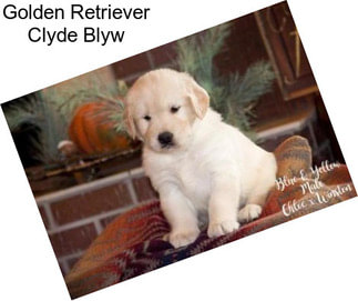 Golden Retriever Clyde Blyw