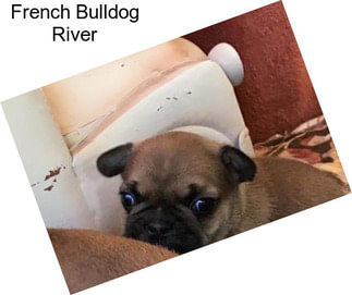 French Bulldog River