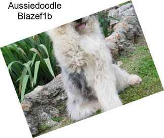 Aussiedoodle Blazef1b