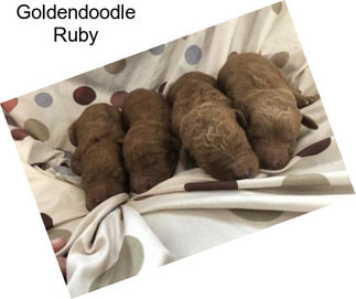 Goldendoodle Ruby