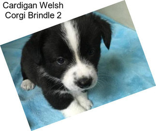 Cardigan Welsh Corgi Brindle 2