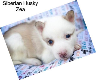 Siberian Husky Zea