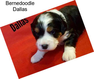 Bernedoodle Dallas