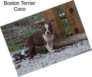 Boston Terrier Coco