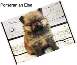 Pomeranian Elsa