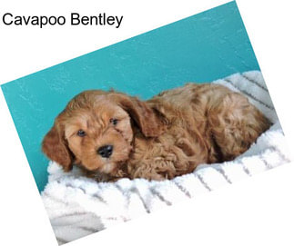 Cavapoo Bentley