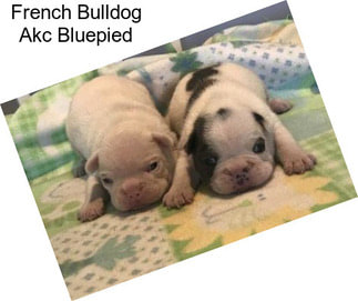 French Bulldog Akc Bluepied