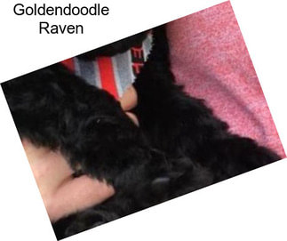 Goldendoodle Raven