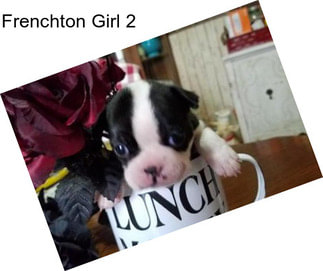 Frenchton Girl 2