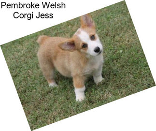 Pembroke Welsh Corgi Jess