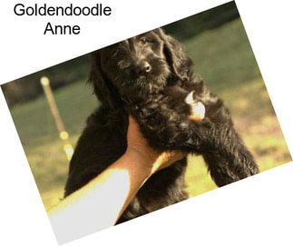 Goldendoodle Anne